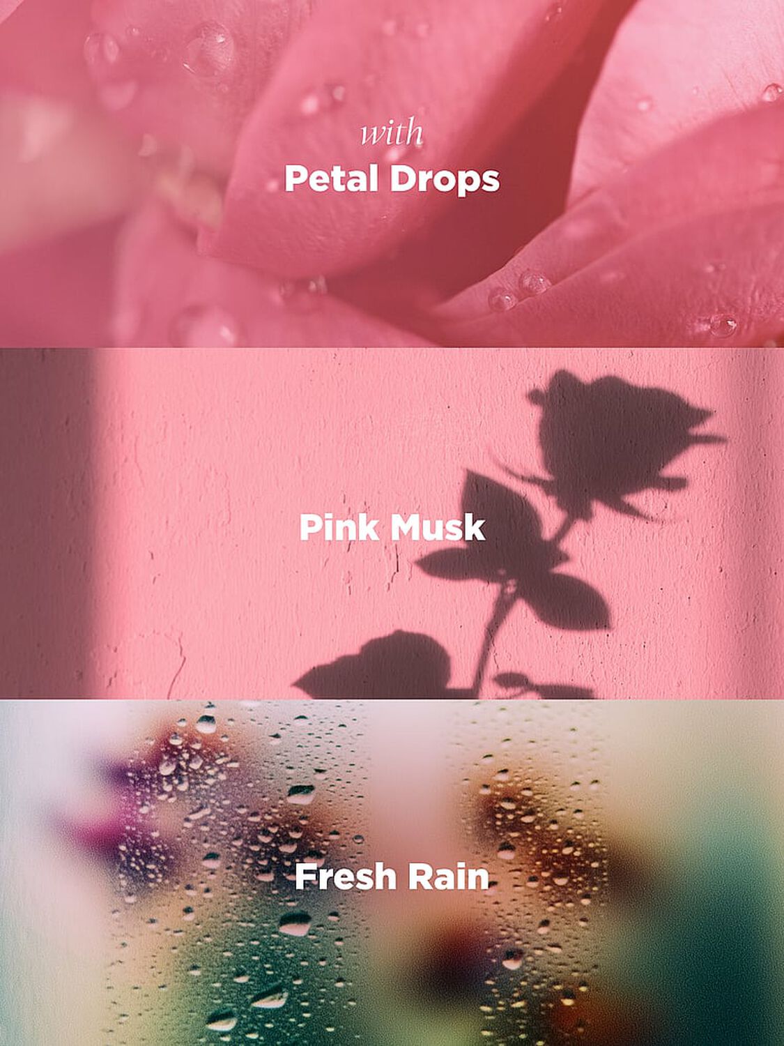 beauty Victoria's Secret Rose Bohemia Pre-Scented Diffuser Reeds Rose Bohemia 3 of 3 