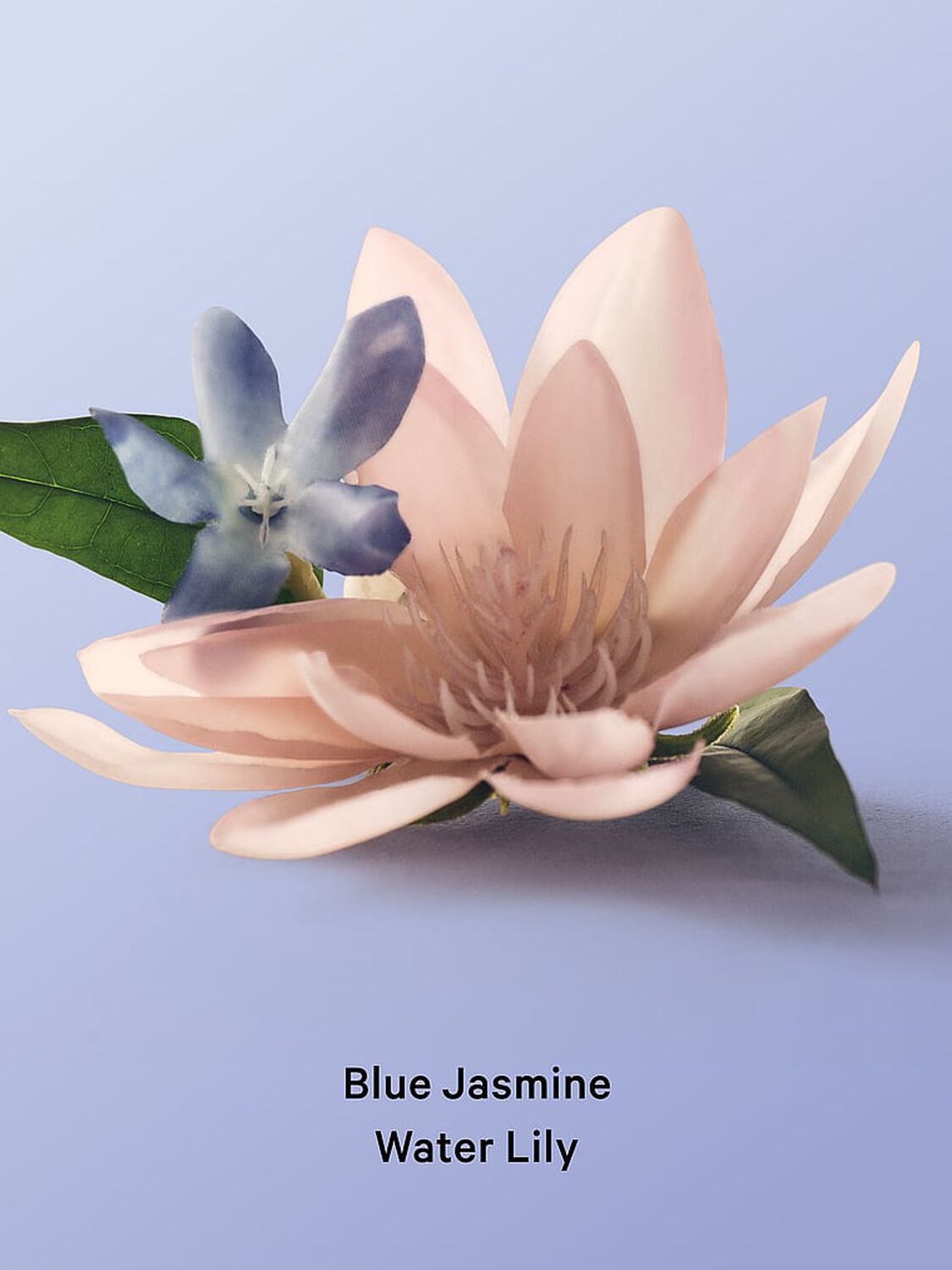 beauty Body Care Blue Jasmine Water Lily Body Lotion 296 ml Blue Jasmine Water Lily 4 of 4 