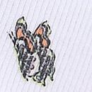 Wink Lace-Trim Cheeky Panty, White Butterfly Print, swatch