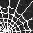 No-Show Thong Panty, Black Spiderweb Print, swatch