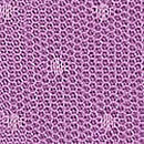Wink Cheeky Panty, Grape Taffy, swatch