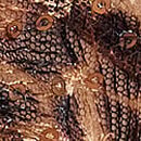 Geo Leo Embroidery Crotchless Brazilian Panty, Shimmer Geo Leo, swatch