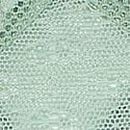 Daisy Lace Thong Panty, Seasalt Green, swatch