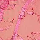 Rose Lace Short Slip Dress, Rose Garden, swatch