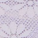 Daisy Lace Thong Panty, Feather Lilac, swatch