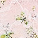 Posey Lace Cheeky Panty, Purest Pink Floral, swatch