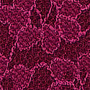 Lace Bikini Panty, Plum Rouge, swatch