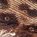 Geo Leo Embroidery String Brazilian Panty, Shimmer Geo Leo, swatch